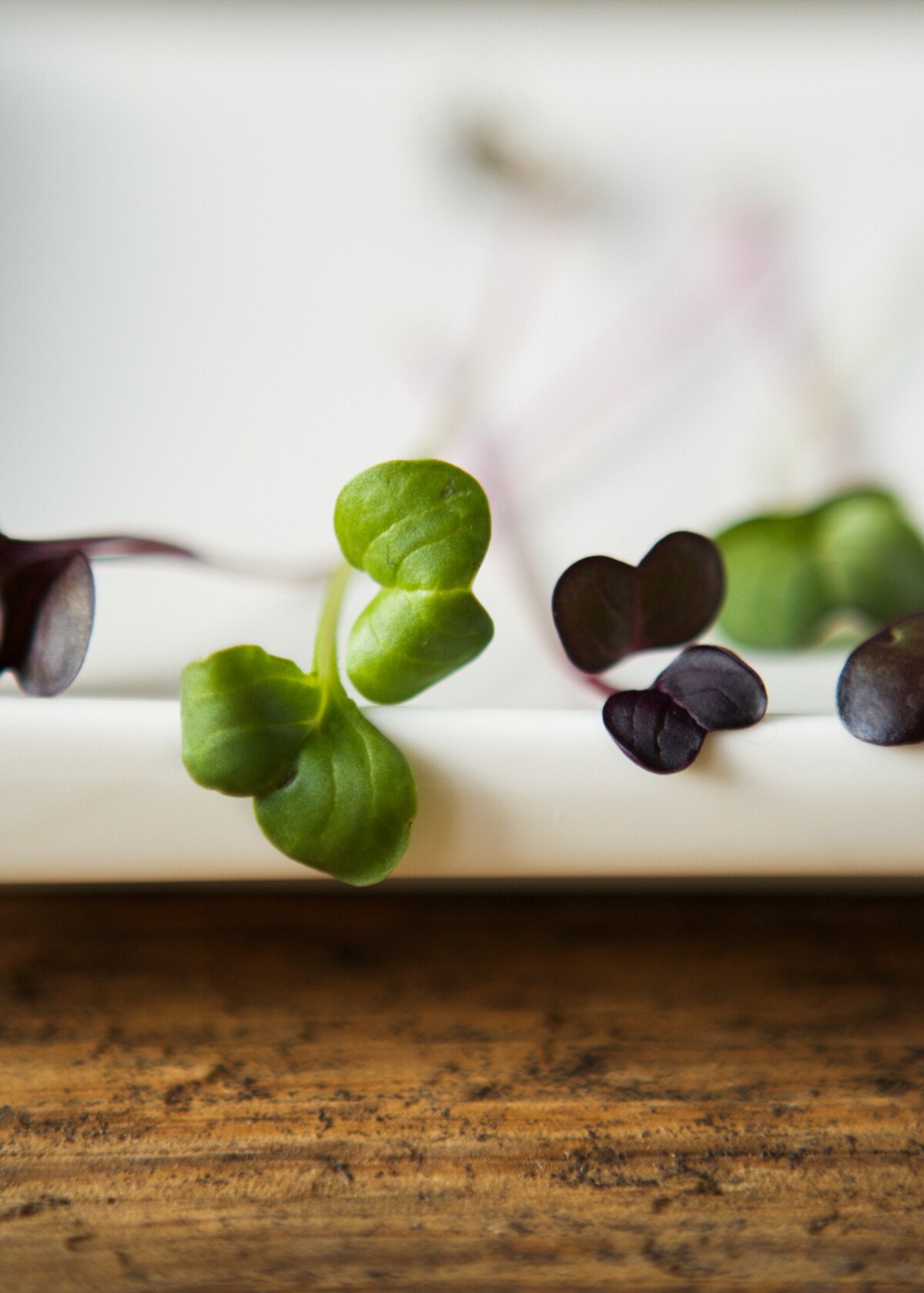 Close up photo of microgreens on a white plate 