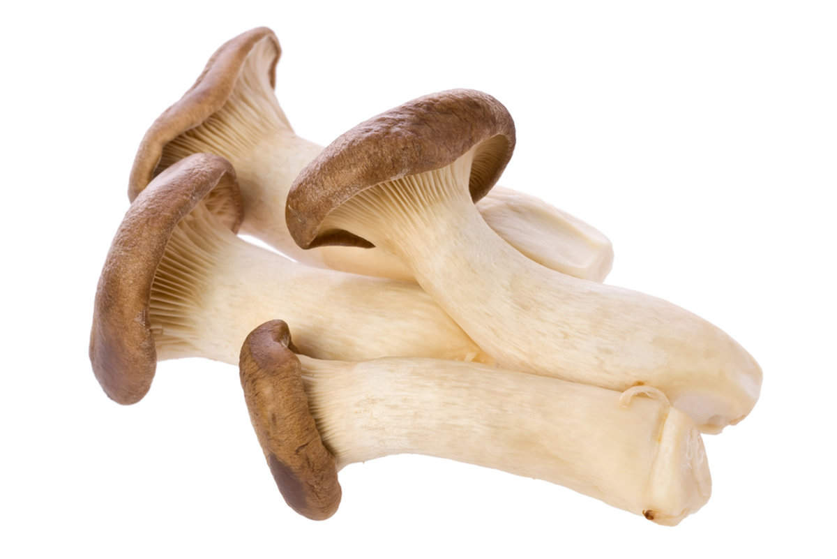 4 king trumpet mushrooms on a plain white background