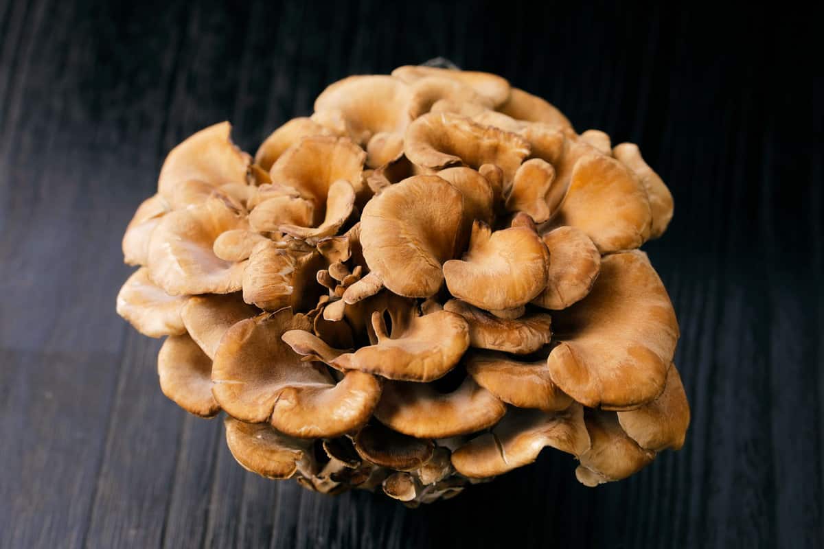 1 large bunch of maitake on a shadowy dark surface