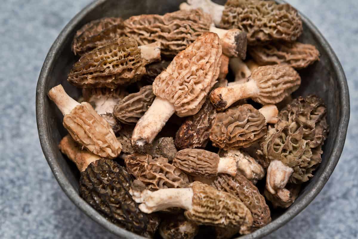 overhead image of morel mushrooms in a gray bowl set on a blue table