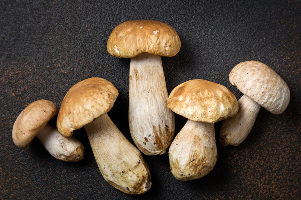 5 porcini mushrooms arranges on a black background