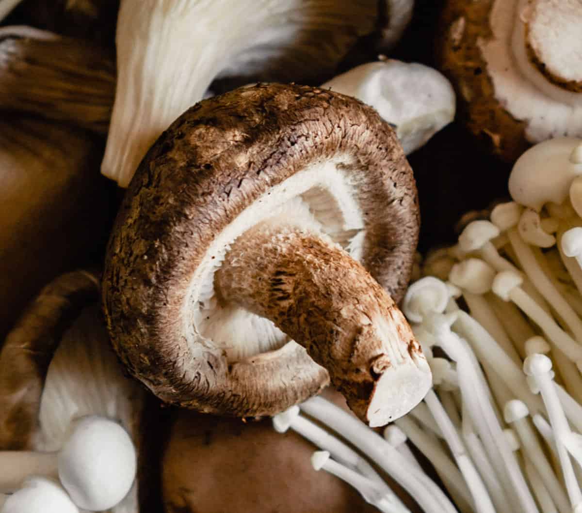 close up photo of a shiitake mushroom on a pile of mushrooms