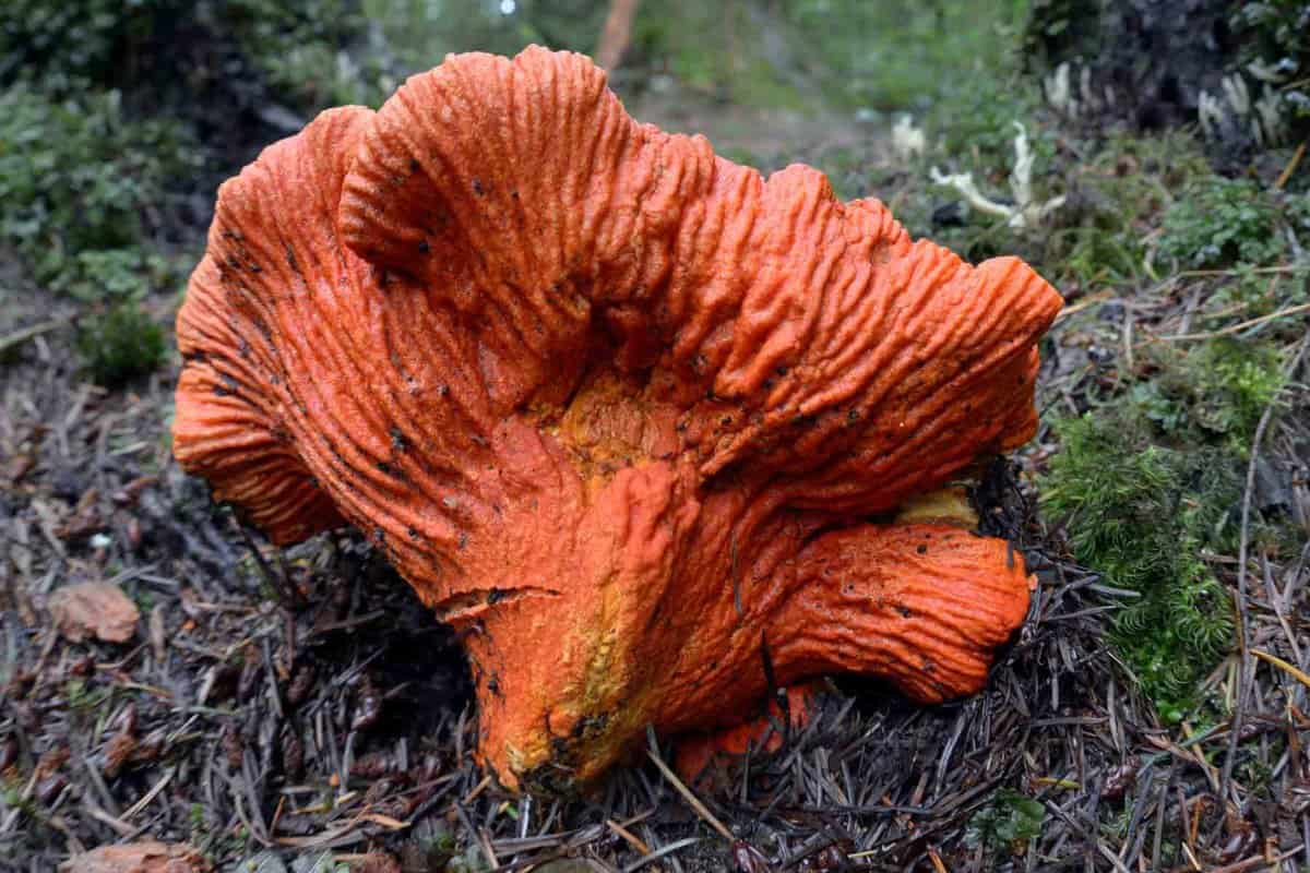 lobster mushroom in the forest