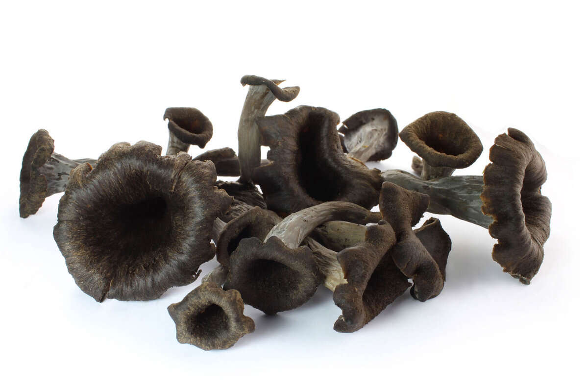 black trumpet mushrooms on a white background