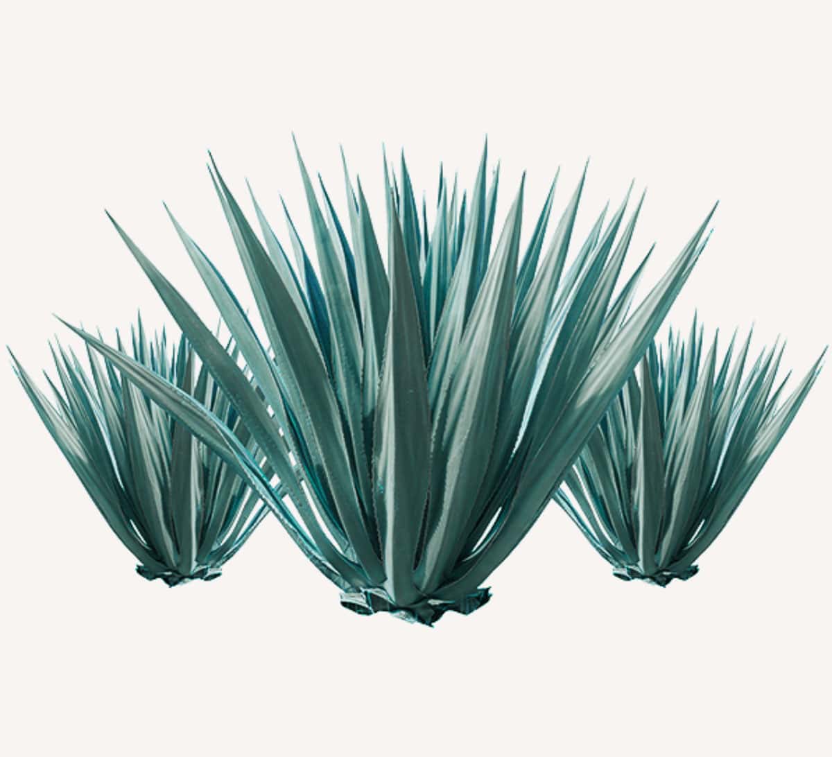 agave plant on white background