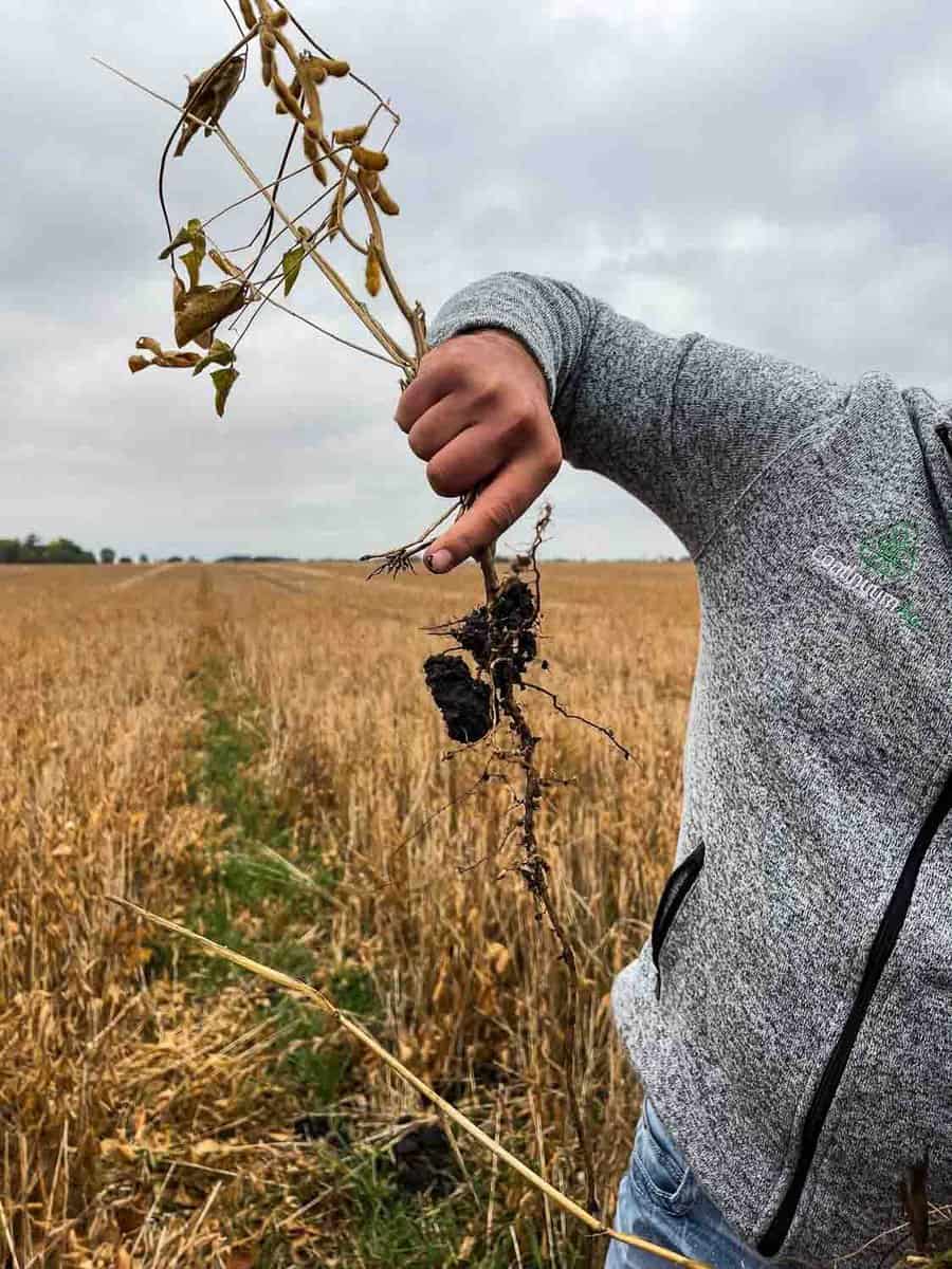 someone holding up a soybean plant