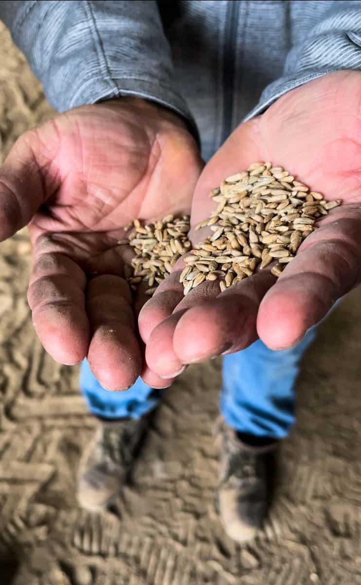 two hands holding rye grain