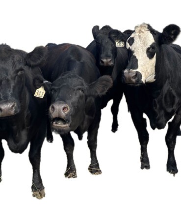 cows on white background